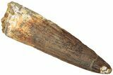 Fossil Spinosaurus Tooth - Real Dinosaur Tooth #312939-1